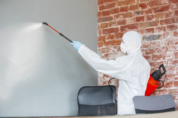 Best Attic Mold Removal  in Dickson, OK