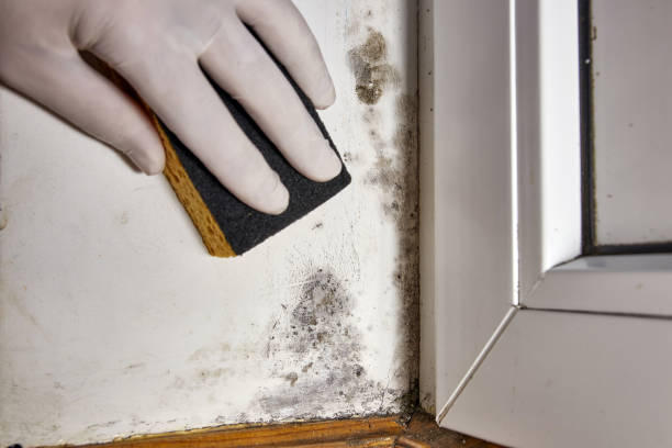 Best Emergency Mold Remediation  in Dickson, OK